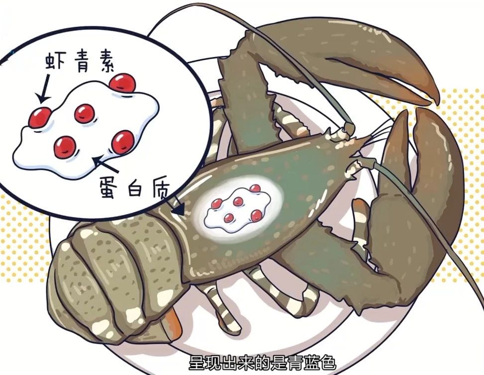 艾詩(shī)特蝦青素