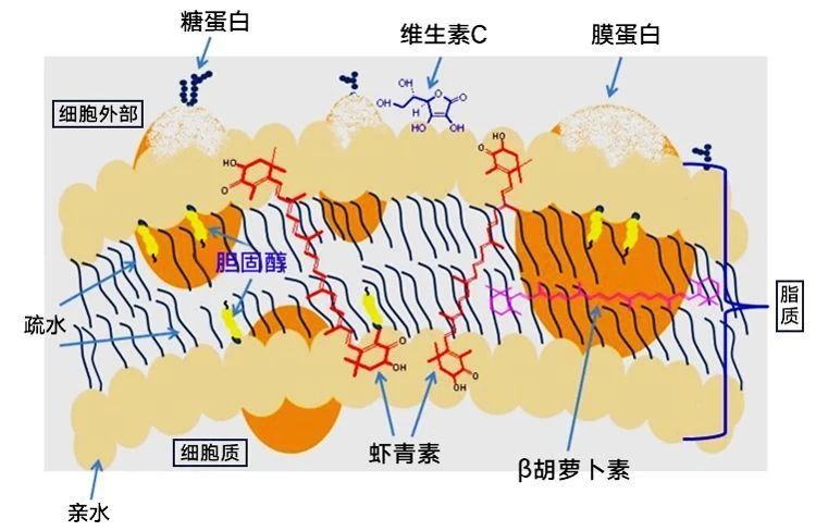 艾詩特蝦青素